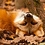 Vulpes