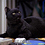 Witchcat